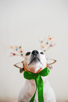 Concept of New Year and Christmas with dog in headband made of deer antlers on beige background.