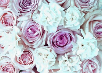 White and pink roses solid background. View from above. Festive flower arrangement. Background for a greeting card.