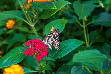 Butterfly on flower