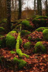 a picturesque pile of large old stones overgrown with green moss with orange fallen leaves and bare tree trunks in the foreground and a forest in the background. vibrant autumn colors