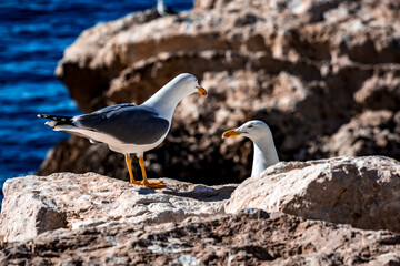 Coupe de goélands sur un rocher