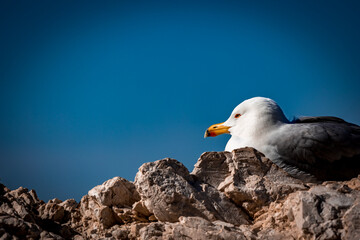 Goéland couché sur un rocher