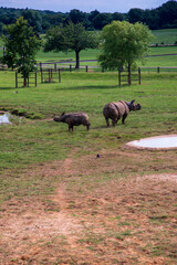One adult and one baby Rhino in the field at Whipsnade Zoo