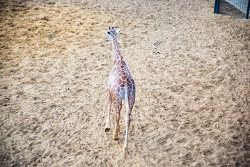 Baby Giraffe at the Zoo