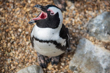 Penguin at Whipsnade Zoo