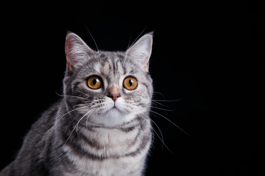 british striped cat on black background. cat portrait in photo studio