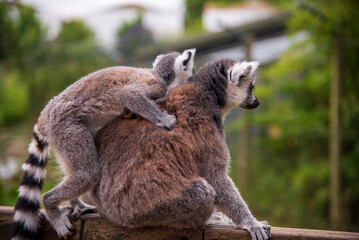 Ring Tail Lemur at Whipsnade Zoo