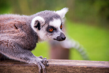 Ring Tail Lemur at Whipsnade Zoo
