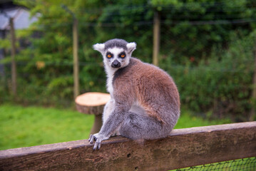 Ring Tail Lemur at Whipsnade Zoo
