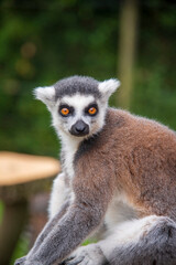 Ring Tail Lemur at Whipsnade Zoo