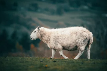 Foto op Plexiglas sheep on a meadow © andreac77