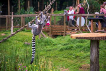 Ring Tail Lemur Swinging at Whipsnade Zoo