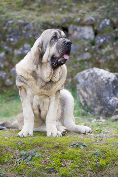 Spanish mastiff purebred dog with cub color coat seating on the grass