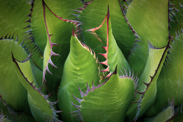 close up of agave plant