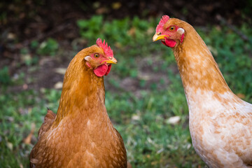 two chickens on grass