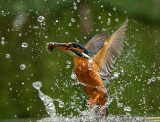 Kingfisher fishing