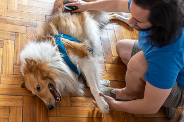 Cute dog on the floor enjoying a nice brushing from his latin owner at home. 