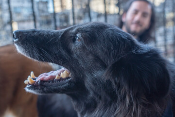 Fototapeta premium Close up of black while owner is looking at him on the balcony. Copy space.