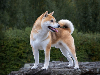 shiba inu