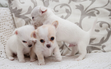 two chihuahua puppies on white