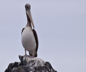 big pelican on a rock