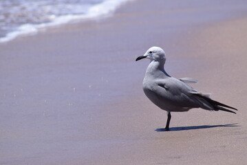 seagull on the beach looking to the sea