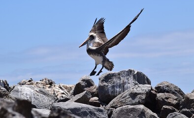 pelican flying to the rocks