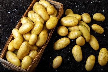 Fresh yellow potatoes on a dark background on the ground. Bags and baskets