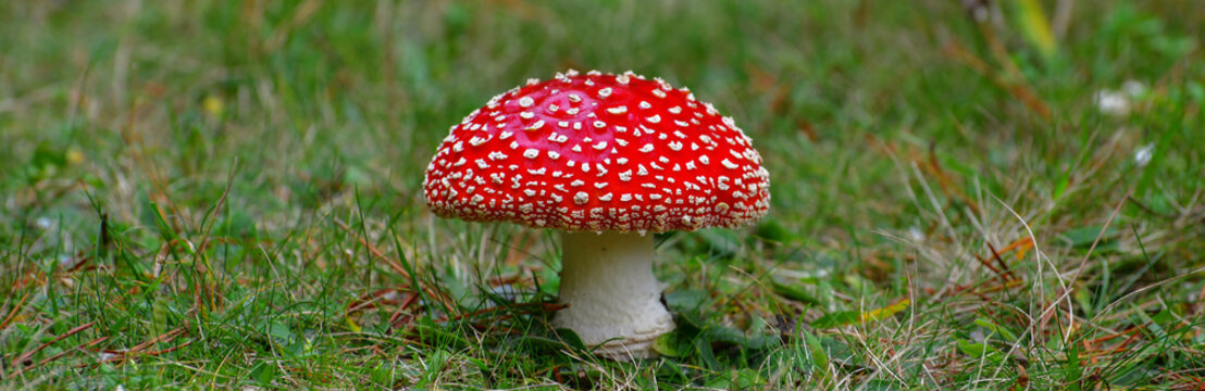 red smurf mushroom