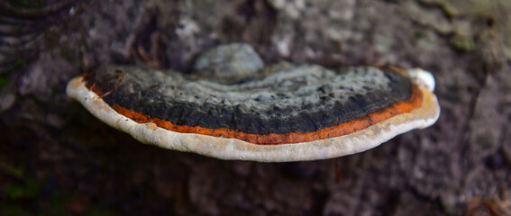 tree fungus