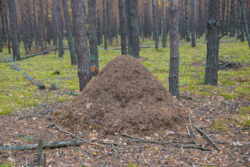 A large anthill in the autumn pine forest