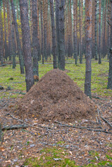 A large anthill in the autumn pine forest
