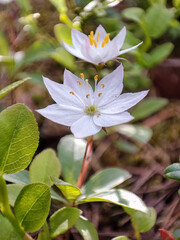 Chickweed Wintergreen