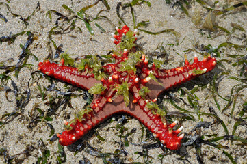 Close-up of a starfish in the water on the shores of the Indian Ocean.