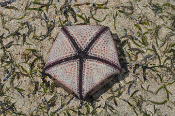 Close-up of a starfish in the water on the shores of the Indian Ocean.