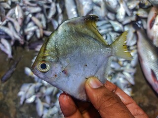 Obraz na płótnie Canvas Big silver pumpret fish in hand in indian fish market HD