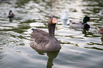 Close-up of a duck floating on the water. Birds in the park