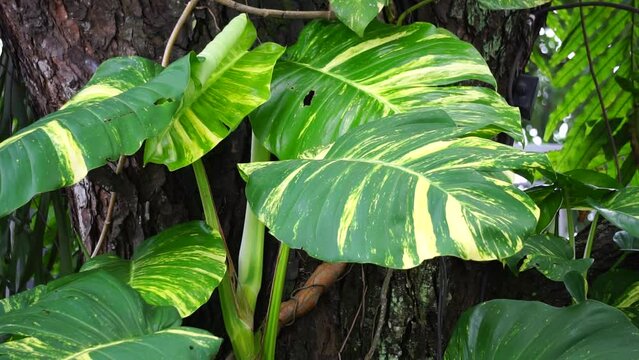 Epipremnum aureum (Also called golden pothos, Ceylon creeper, hunter's robe, sirih gading) on the tree. The plant is listed as toxic to cats and dogs