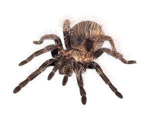 Tarantula Spider - Powered by Adobe
