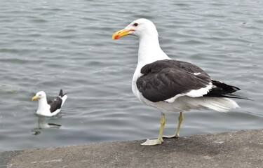 seagull on the beach