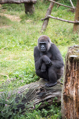 Gorilla at Durrell Wildlife Conservation Trust