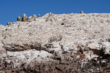 Penguins in Ballestas Islands in Peru