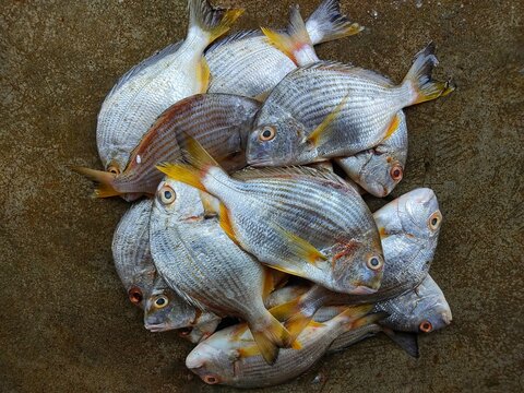 fresh yellowfin bream acanthopagrus fish heap in fish market for sale