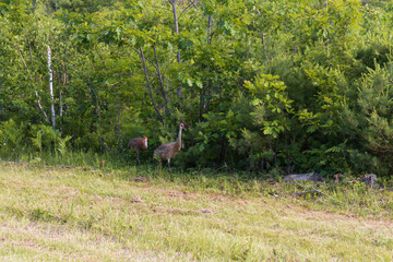 Two adult sandhill cranes and baby in wooded area