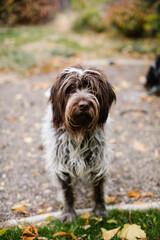 German wire-haired pointer looking at camera