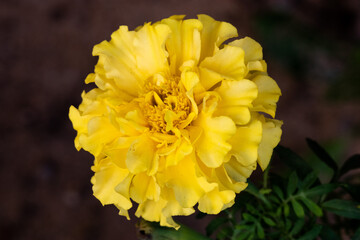 yellow dahlia flower