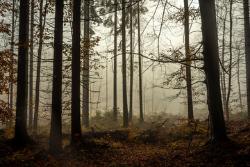 Autumn color forest in Luzicke mountains in fall cloudy rainy morning