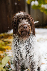 German wire-haired pointer sitting and staring