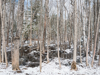 Swamp amidst snow covered bare trees