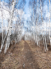 Dirt road amidst bare trees in forest